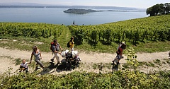Randonnée - Chemin des vignes avec vue sur l'Ile St-Pierre