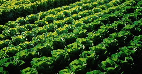 A salad field