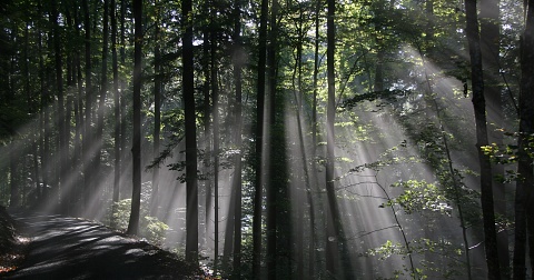 Forêt du Jura
